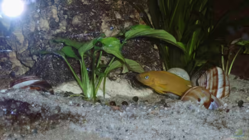 Leleupi... von Sandra Ringle und Jörg Buß (12)