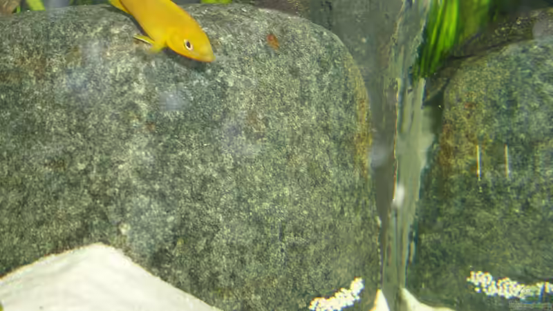 leleupi mit Nest von deBouwer (31)