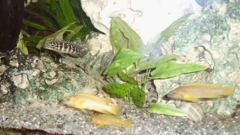 Aquarien mit Neolamprologus leleupi (Tanganjika-Goldcichliden)