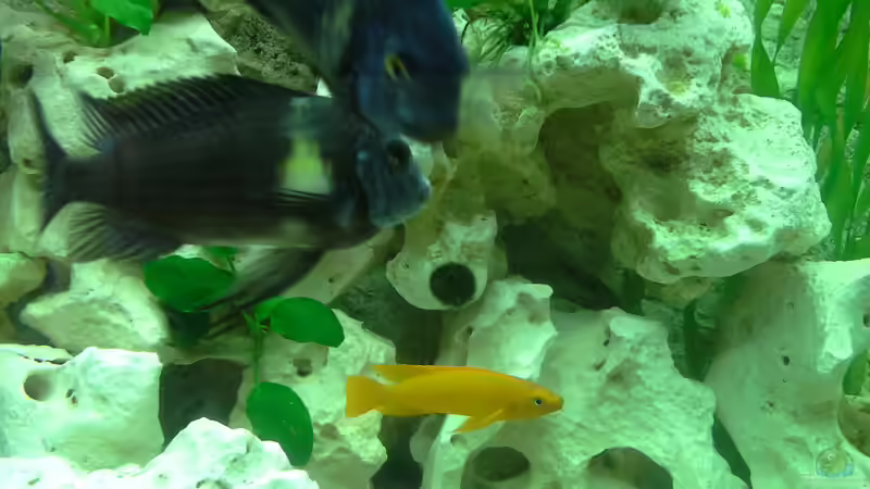 Leleupi und Tropheus von AndreLeipzig (41)