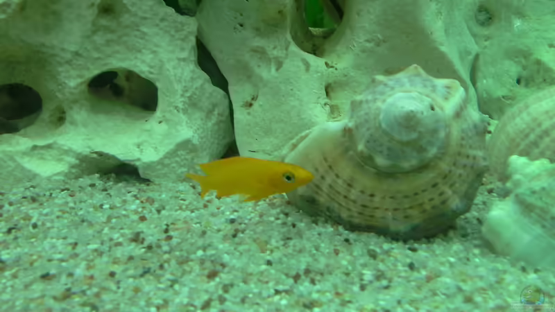 Leleupi von AndreLeipzig (23)