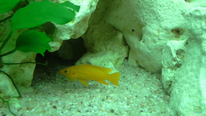 Leleupi von AndreLeipzig (25)