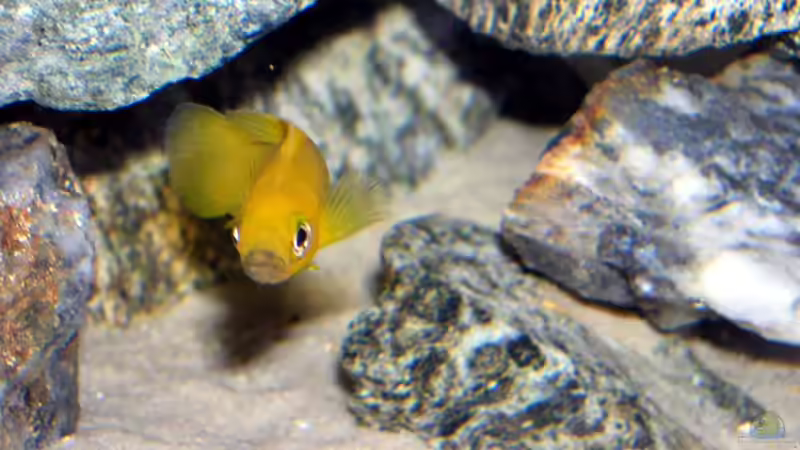 Leleupi von Felix Klett (13)