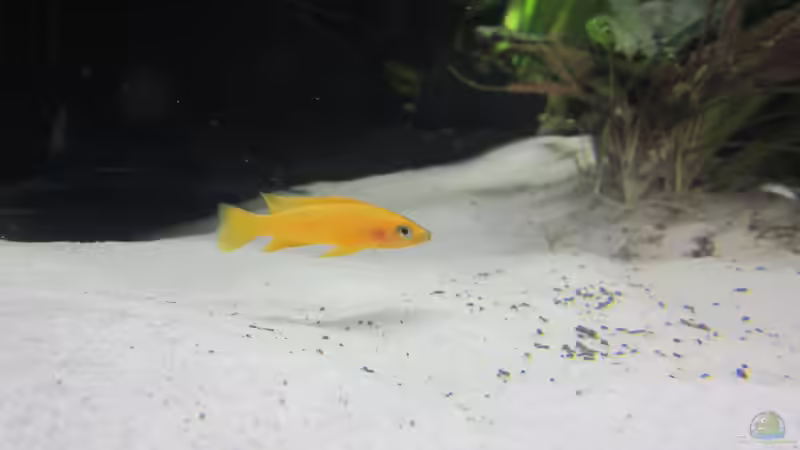 Leleupi von Patrick K. (5)