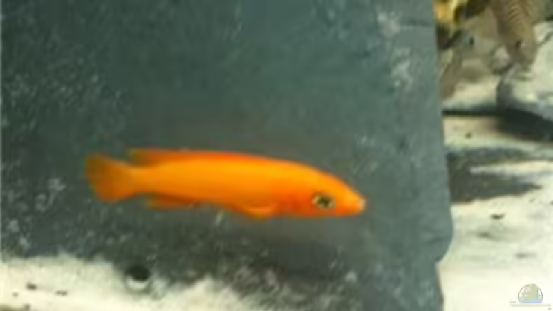 Leleupi von René Cremer (13)