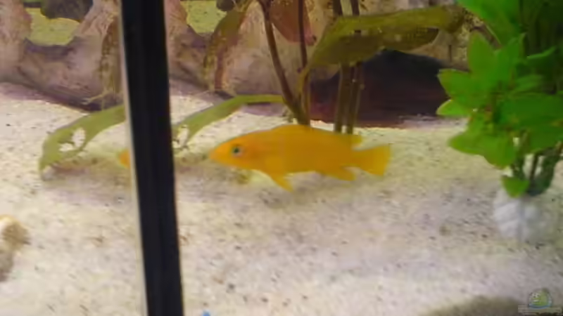 leleupi von Turgut Sen (6)