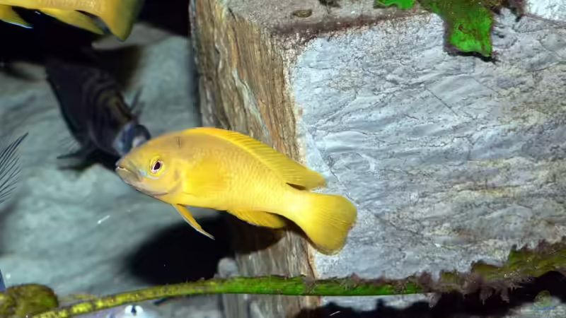 Aquarien mit Neolamprologus leleupi (Tanganjika-Goldcichliden)