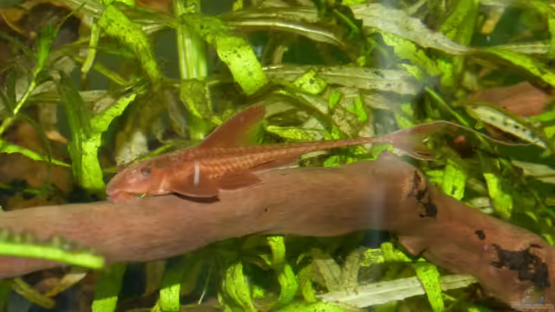 Leliella sp. rot  von erma (26)