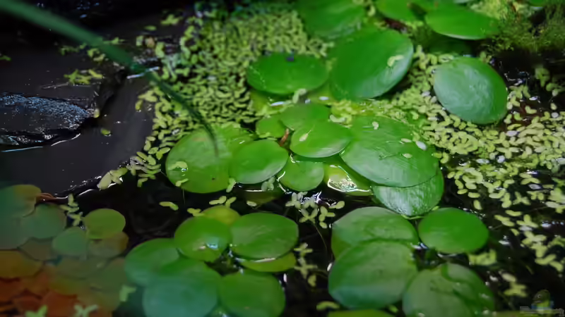 Lemna minor mit Limnobium laevigatum von Junglist (4)