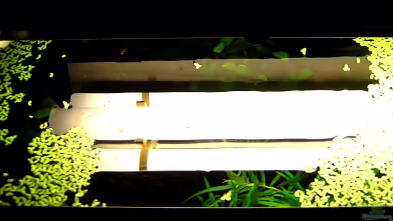 Lemna Minor (Volksmund: Entengrütze) von Thomas Gläsel (6)