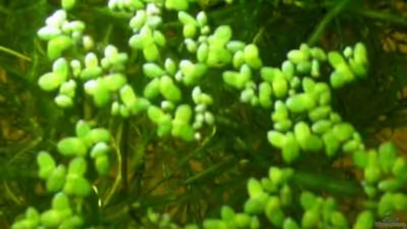 Lemna minor von Gregor (3)