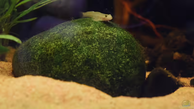 Lentipes ikeae von Junglist (9)