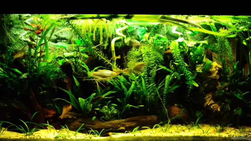 leo-Becken von Der Buschfisch (2)