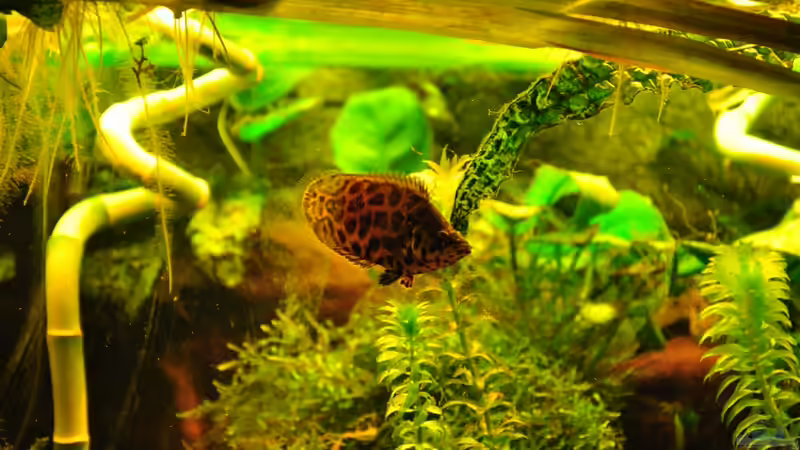 leo im Jagd-Modus von Der Buschfisch (32)