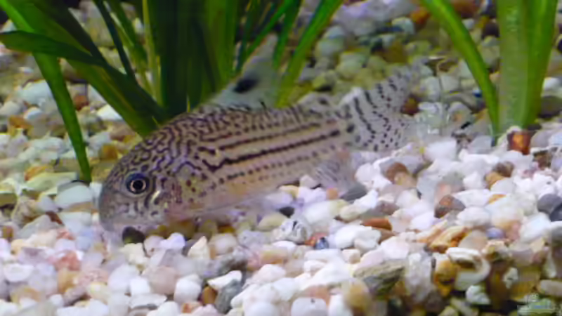 Leo-Panzerwels von Wels (27)