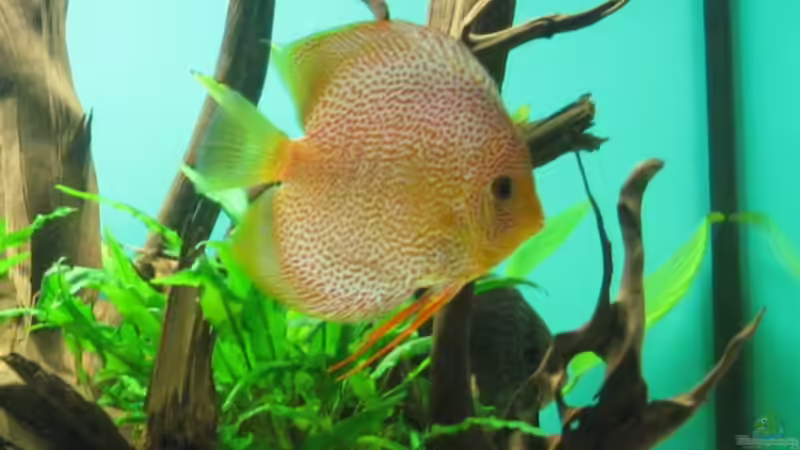 Leo Snake Skin von Korbi (33)