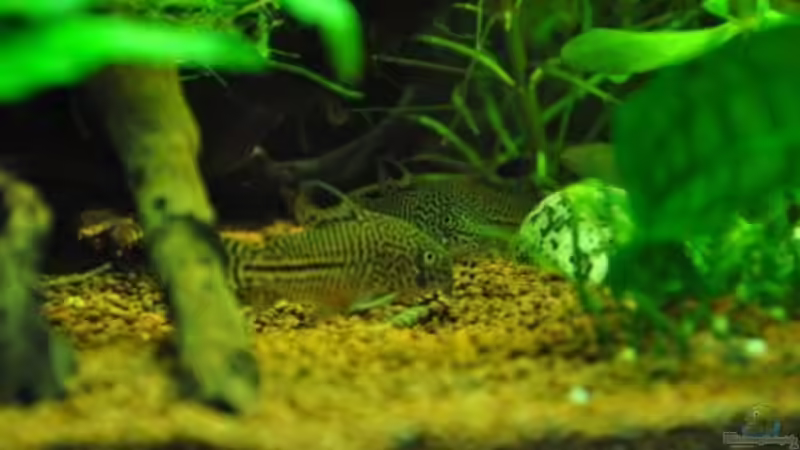 Leo-Treff von Garfield (29)