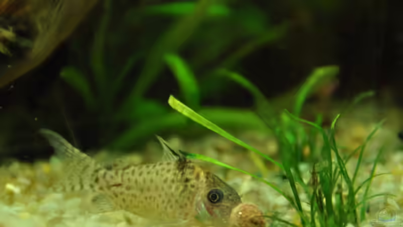 Leopard - Panzerwels beim futtern von Andy90 (29)