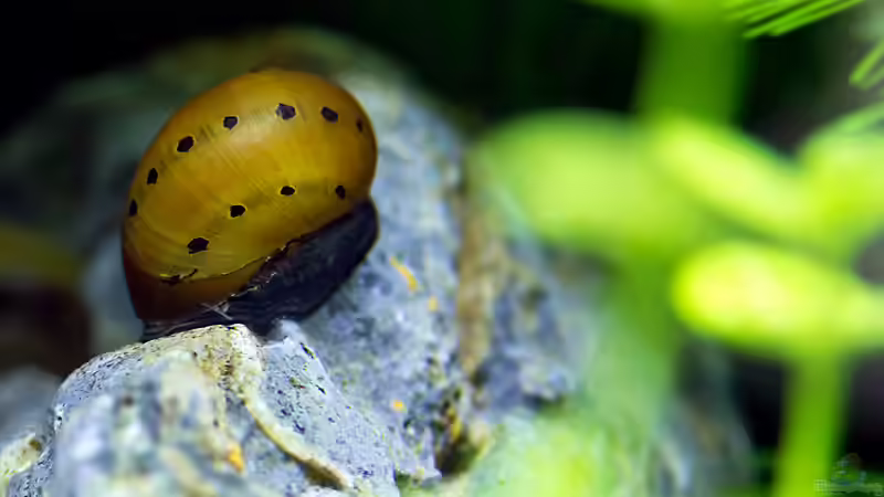 Leopard - Rennschnecke von Hans J (20)