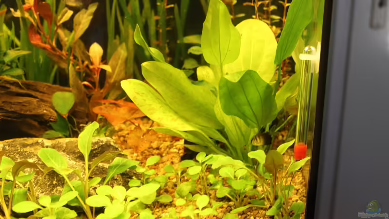 Leopard :) von Carphunter (11)