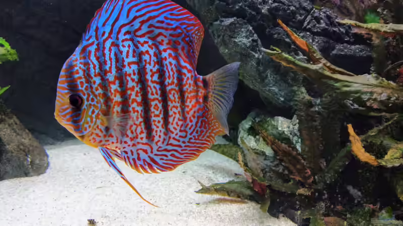 Leopard  von Vancouver2010 (136)