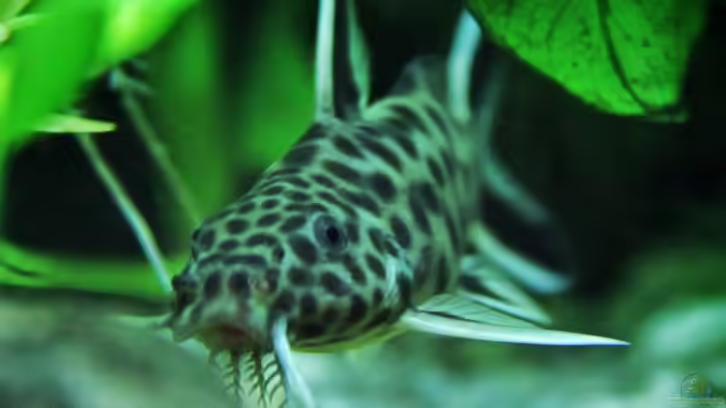 Leopard-Fiederbartwels von H4rdei (10)