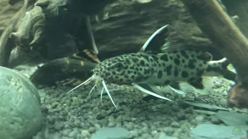 Leopard-Fiederbartwels von moehriam (35)