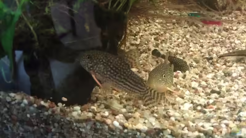 Aquarien für Corydoras leopardus (Leopard-Panzerwels)