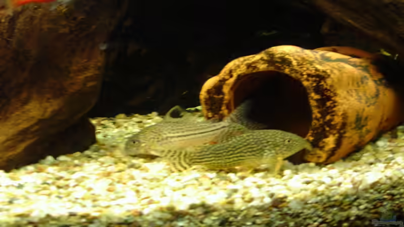 Aquarien für Corydoras leopardus (Leopard-Panzerwels)