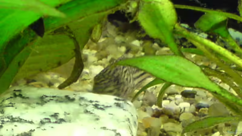 Leopard Panzerwels (Leo) von Dornauge xxl (27)