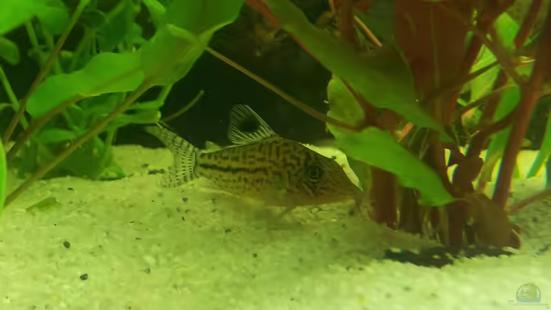 Leopard Panzerwels von Jensen82 (5)