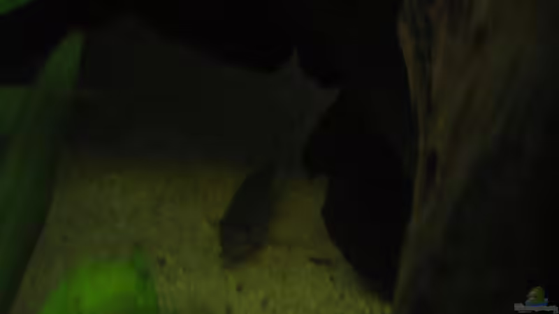 Leopard Panzerwels von Kriki (10)