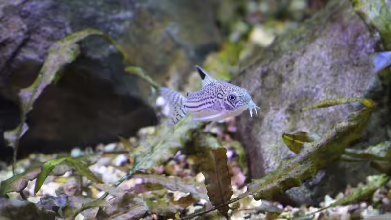 Leopard Panzerwels von Wabi (31)