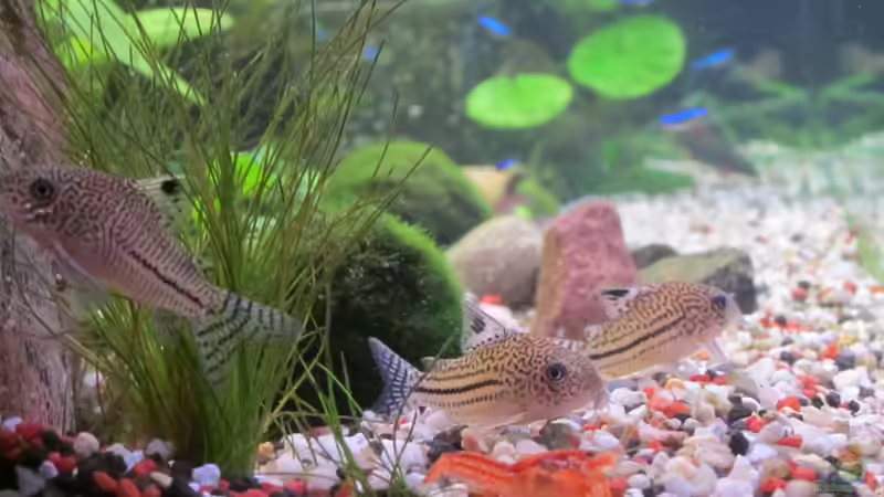 Leopard Panzerwelse von tomsabi (8)