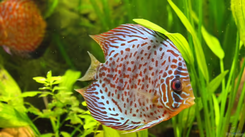 Leopard Scribble (m) von JessiKa265 (21)