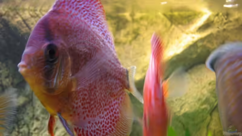 Leopard Snake Skin ´A´ von Friedrich Straßl (23)