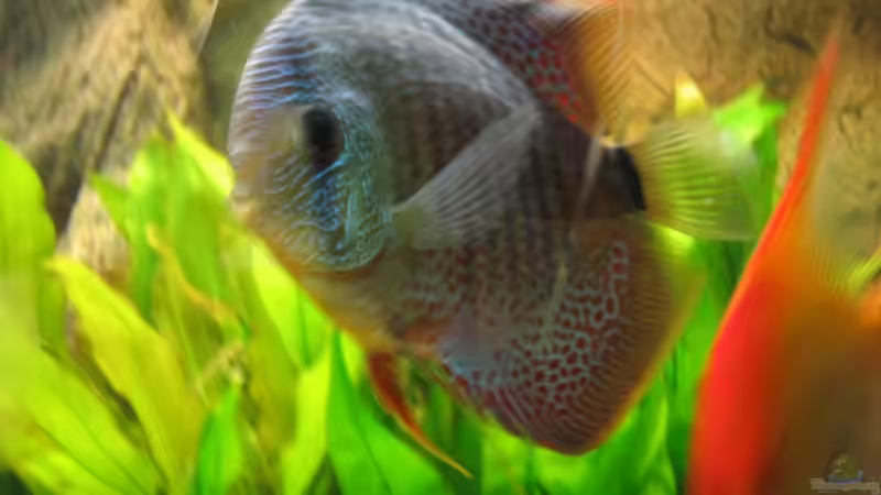 Leopard Snake Skin ´A´ von Friedrich Straßl (24)