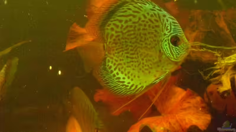 Leopard Snake Skin Blau von nemo0109 (39)