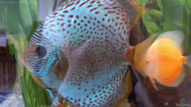 Leopard Snake von Don Jupp (23)