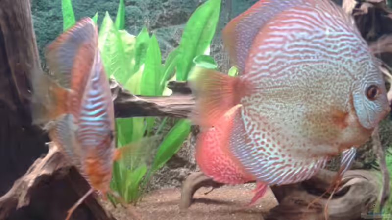 Leopard Snake von Don Jupp (6)