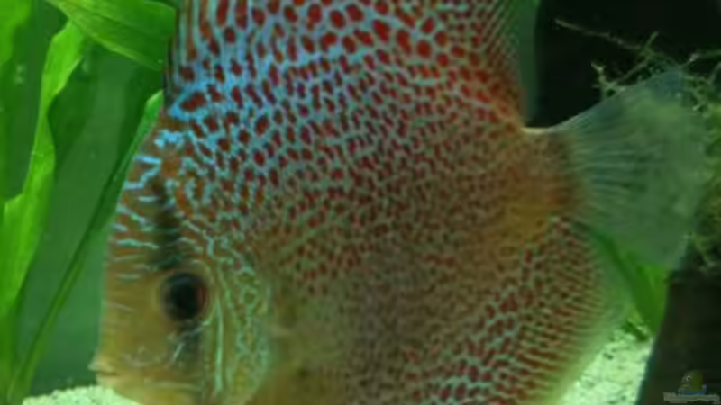 Leopard von Diskus94 (3)