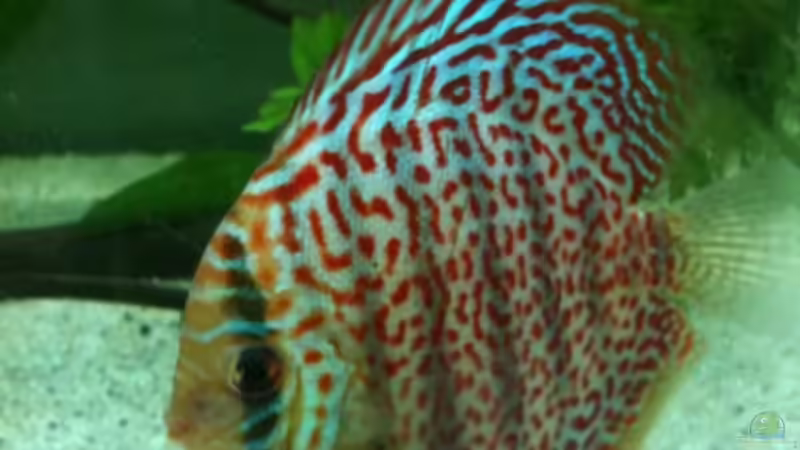 Leopard von Diskus94 (5)