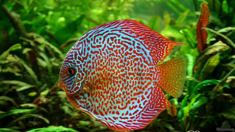 Leopard von Microsash (41)