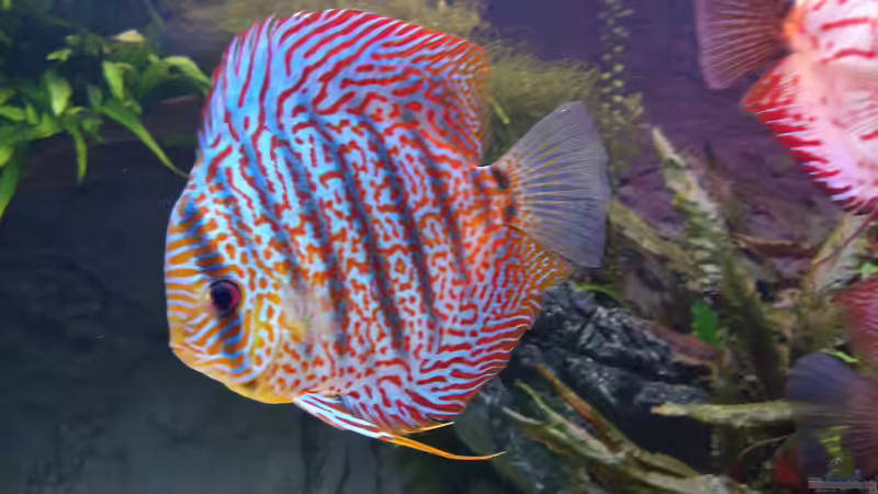 Leopard von Vancouver2010 (144)