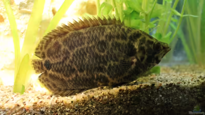 Leopardbuschfisch von DreamTümpel (10)