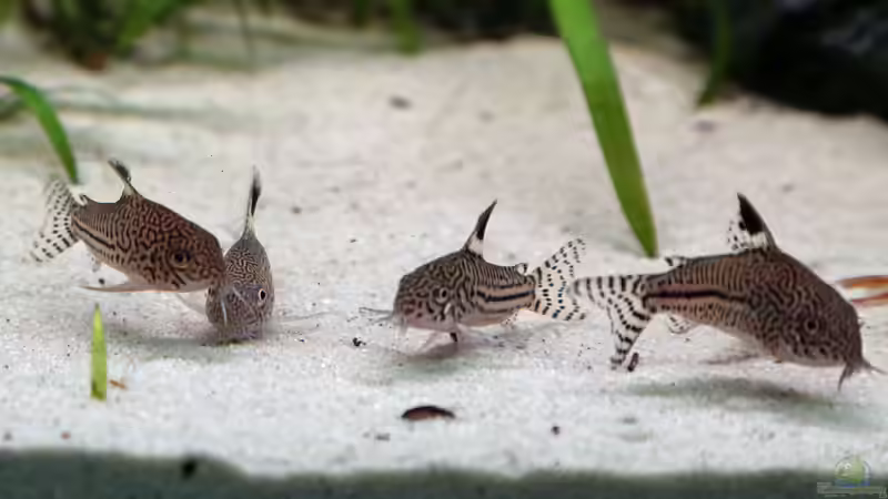 Leoparden Panzerwels von Michinet (26)