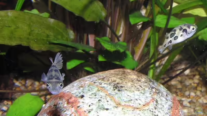 Leoparden Zwergkugelfisch von froxxs (21)