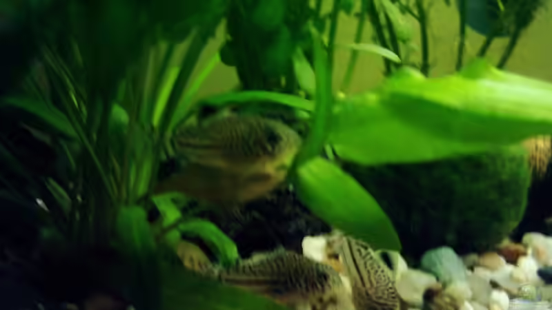 Leopardenpanzerwelse von Christine Schebesta (6)