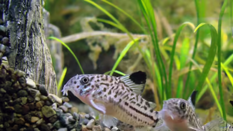 Leopardpanzerwels (Corydoras triline) von Dirk (12)