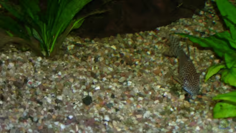 Leopardpanzerwels von Florian Sauer Wehinger (17)